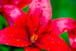Red lily blossoms in the garden after the rain 