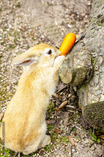 ニンジンを食べるかわいいうさぎ Adobe Stock でこのストック画像を購入して 類似の画像をさらに検索 Adobe Stock ニンジンを食べるかわいいうさぎ Adobe Stock でこのストック画像を購入して 類似の画像をさらに検索 Adobe Stock