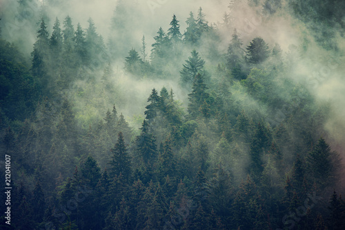 Naklejka mgła  mglisty-krajobraz-z-jodlowym-lasem-w-stylu-retro-vintage-hipster