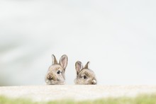 Young European Rabbits (Oryctolagus Cuniculus), Natural Habitat, Lower Austria, Austria, Europe