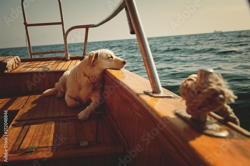 Thoughtful dog on a ship in the sea
