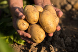 Fototapeta  - Harvesting Potatoes. Fresh Yellow Potatoes On Hands Of Gardener On Potato Field In Sunny Day In Summer Close Up.