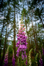 Beautiful Pink Flowers Of Digitalis, Foxgloves, In A Full Spring Bloom On A Sunny Day