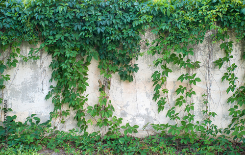 Cuadros en Lienzo Green ivy covered wall as background image