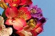 Bouquet of flowers alstroemerias on a blue background. Macro. A variety of colors of the lily. Alstroemeria blooming in spring and summer.
