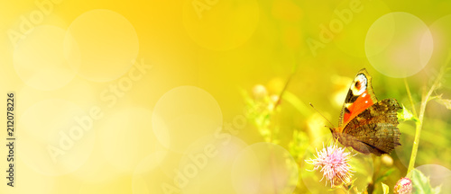 Sommer  -  Landschaft  -  Schmetterling auf Blume  -  Panorama