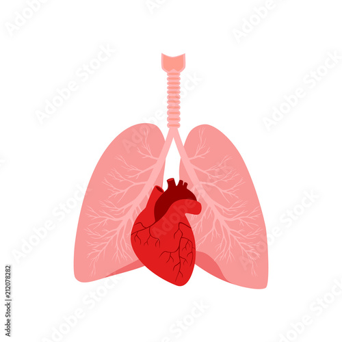 images Internal Organ Male Human Body Diagram adobe stock