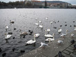 Prague birds