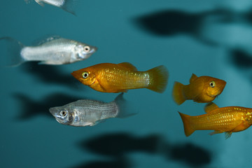 Wall Mural - Fish Silver and Golden Molly (Poecilia Sphenops) in freshwater aquarium