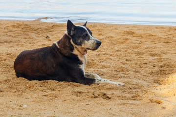  The homeless dog rests and lies on the sand on the beach during the summer holidays.
