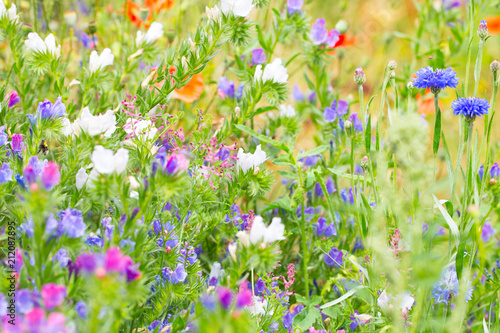 Wildblumen  -  Wiese  -  Insektenweide -  Blumenwiese