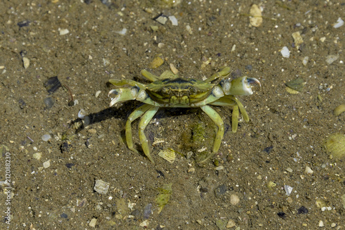 Crabe Vert Crabe Enrage Carcinus Maenas Stock Photo Adobe Stock Crabe Vert Crabe Enrage Carcinus Maenas Stock Photo Adobe Stock