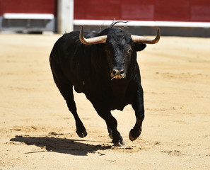 bull in bullfighting in spain