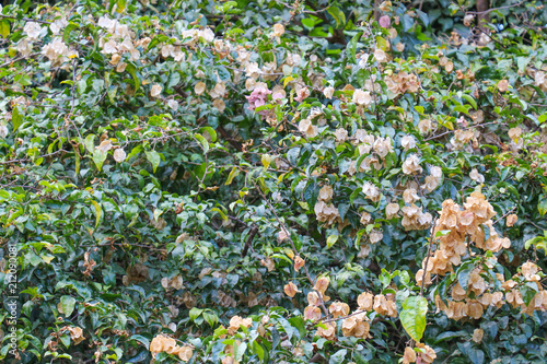 Textura Natural Folhagem Buy This Stock Photo And Explore Similar Images At Adobe Stock Adobe Stock