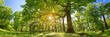 Leinwandbild Motiv old oak tree foliage in morning light with sunlight