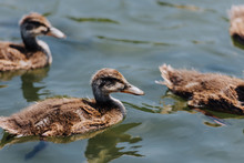 Selective Focus Of Ducklings Swimming In Water