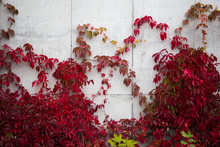 Concrete Wall Covered In Ivy With Red Leaves