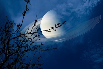 Wall Mural - Saturn near earth on night sky back silhouette dry branch tree