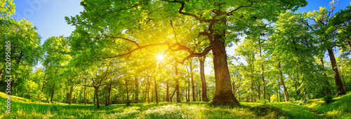 old oak tree foliage in morning light with sunlight