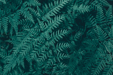  Dark green tropical leaves texture