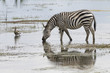 Kenia-Amboseli-Zebra-4488