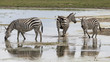 Kenia-Amboseli-Zebra-4487