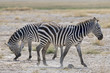 Kenia-Amboseli-Zebra-4917