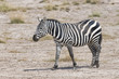 Kenia-Amboseli-Zebra-4933