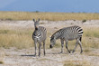Kenia-Amboseli-Zebra-4939