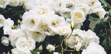 White Bushy Braided Roses In Garden On Background Of Stone Old House Closeup On A Sunny Summer Day, Buds Of Delicate Flowers For Postcards, Color Bloom In Garden, Beautiful Blossom In Outdoor Street