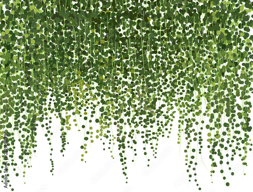 climbing wall of ivy. vector illustration on white background. banner and web background.   - obrazy, fototapety, plakaty 