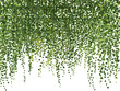 climbing wall of ivy. vector illustration on white background. banner and web background.  
