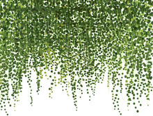 Climbing Wall Of Ivy. Vector Illustration On White Background. Banner And Web Background.  