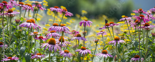 The panoramic view garden flower - Echinacea purpurea; coneflower