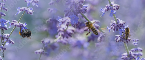 bees and bumblebee on lavender close up