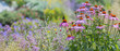 Leinwanddruck Bild - Echinacea purpurea -coneflower in the garden close up