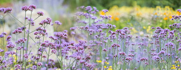 Poster - The panoramic view - garden flowers close up