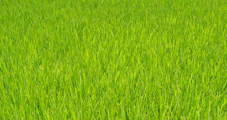 Sticker - Paddy rice field