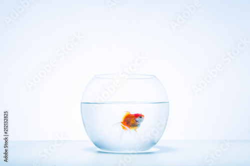 Fotografía A single goldfish in a bowl.