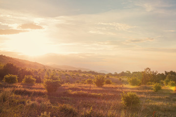 the scenery is beautiful olive groves at sunset