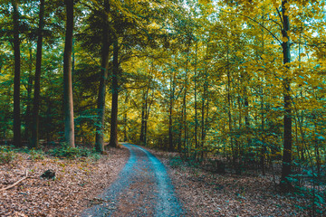 beautiful rural road track in a green forest