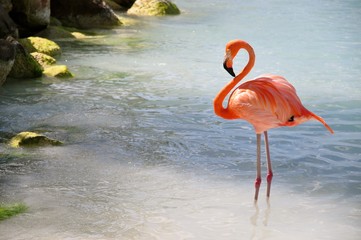 Fototapeta natura karaiby zwierzę tropikalny