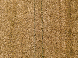 Wall Mural -  Aerial view of wheat field with plant texture