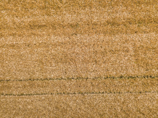 Sticker -  Aerial view of wheat field with plant texture