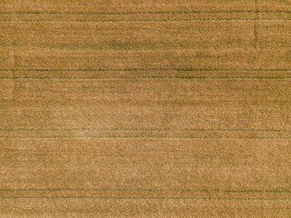 Wall Mural -  Aerial view of wheat field with plant texture