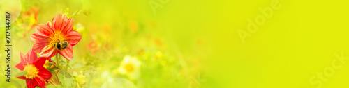 Sommer Panorama  -  Hummel auf Dahlienblüte