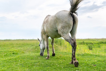 Mare Grazing On The Pasture, Waving His Tail And Flies Away From Himself, Rear View, Countryside