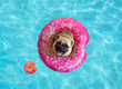 Cute pug floating in a swimming pool with a pink donut ring flotation device 