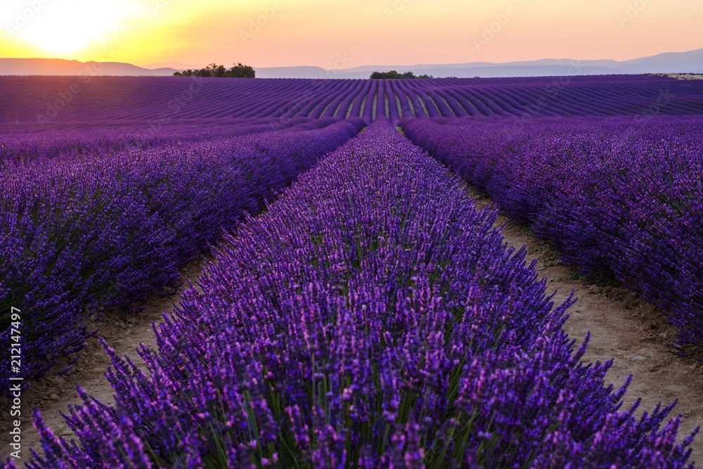 Champ de lavande en fleurs, coucher de soleil. Plateau de Valensole, Provence, France. - obrazy, fototapety, plakaty 