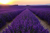 Fototapeta Krajobraz - Champ de lavande en fleurs, coucher de soleil. Plateau de Valensole, Provence, France.